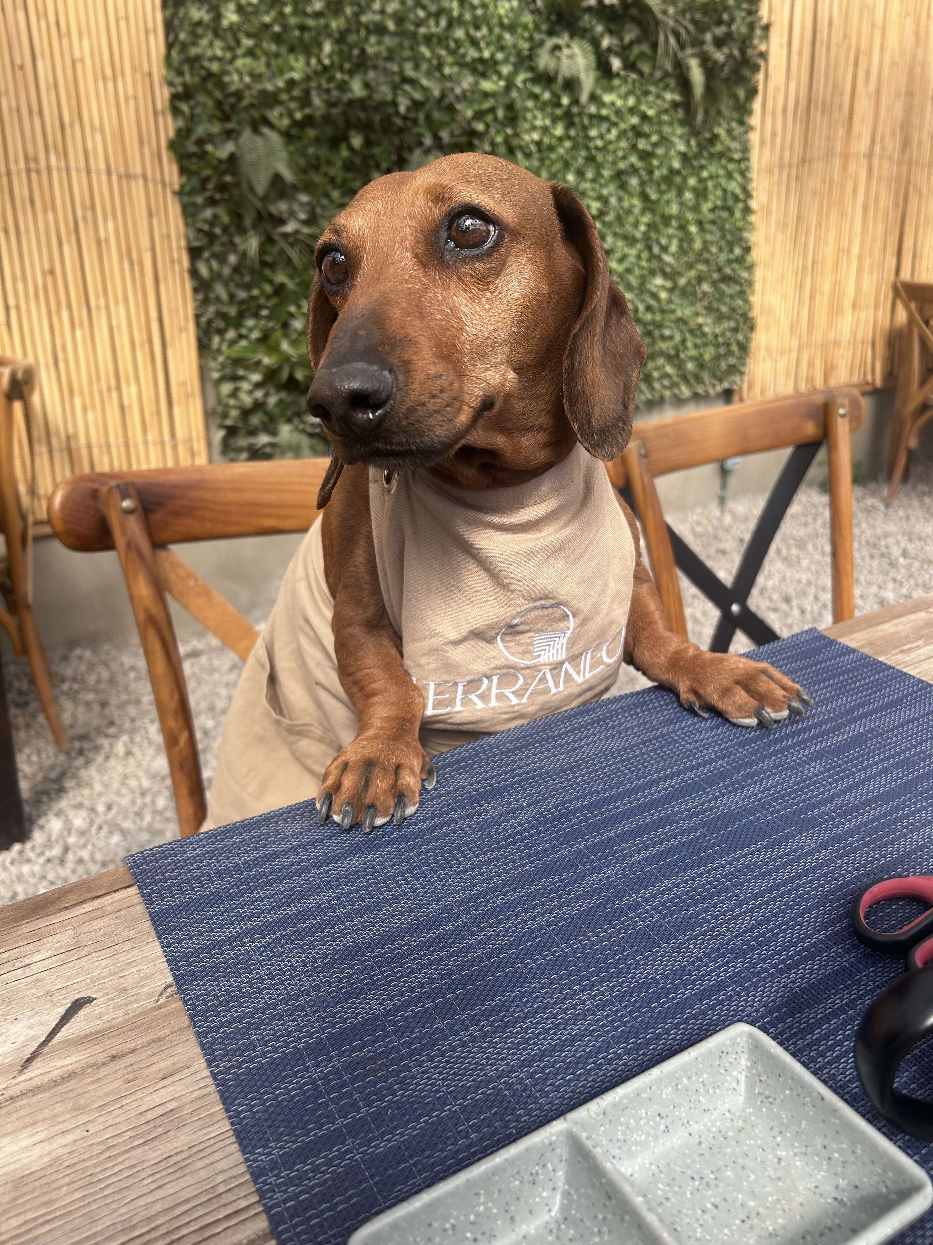petfriendly